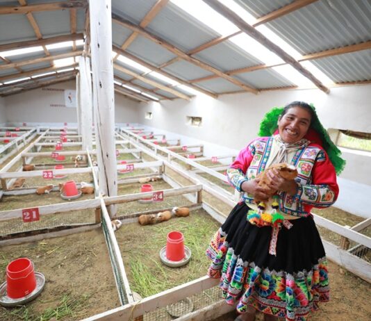 Perú: más de 469 mil familias rurales acceden a tecnologías productivas Perú: más de 469 mil familias rurales acceden a tecnologías productivas