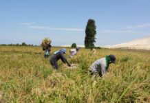 Piura: Gobierno anuncia medidas ante crisis del arroz y sector agrario Piura: Gobierno anuncia medidas ante crisis del arroz y sector agrario