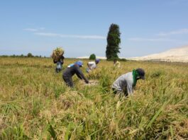Piura: Gobierno anuncia medidas ante crisis del arroz y sector agrario Piura: Gobierno anuncia medidas ante crisis del arroz y sector agrario
