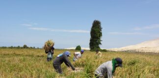 Piura: Gobierno anuncia medidas ante crisis del arroz y sector agrario Piura: Gobierno anuncia medidas ante crisis del arroz y sector agrario