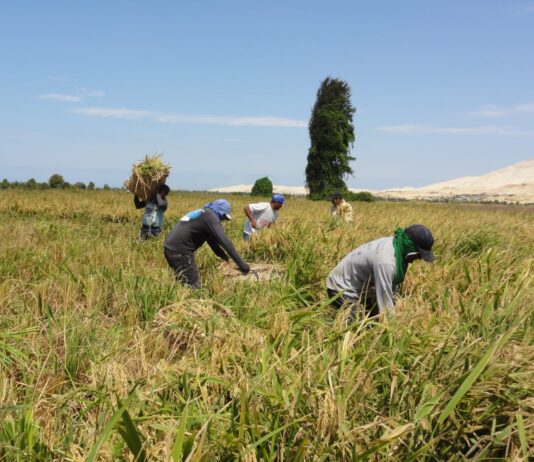 Piura: Gobierno anuncia medidas ante crisis del arroz y sector agrario Piura: Gobierno anuncia medidas ante crisis del arroz y sector agrario