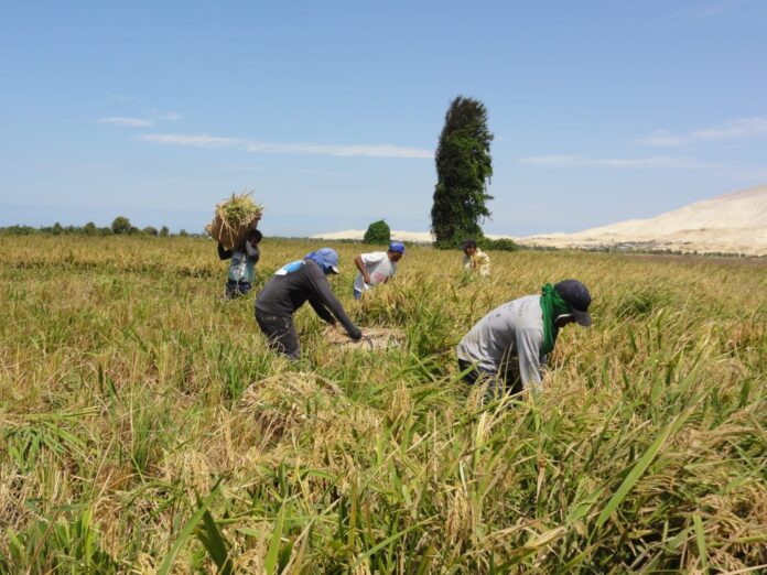 Piura: Gobierno anuncia medidas ante crisis del arroz y sector agrario