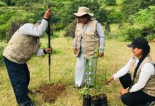Restauran bosque seco en Piura con técnica de nodriza forestal