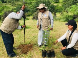 Restauran bosque seco en Piura con técnica de nodriza forestal