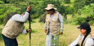 Restauran bosque seco en Piura con técnica de nodriza forestal