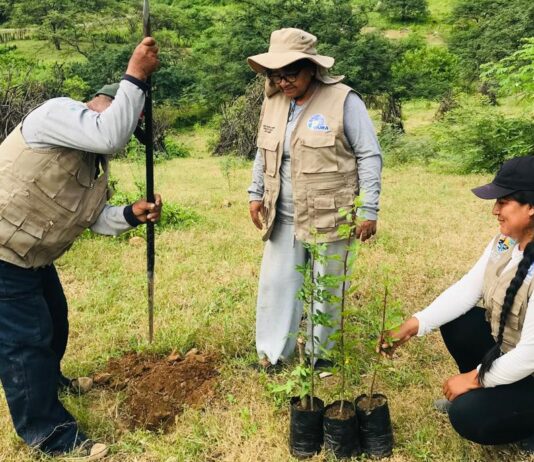 Restauran bosque seco en Piura con técnica de nodriza forestal