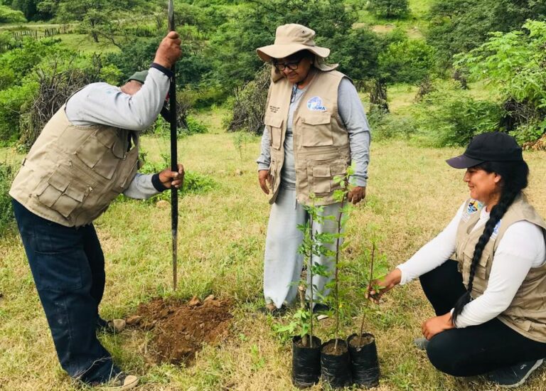Restauran bosque seco en Piura con técnica de nodriza forestal