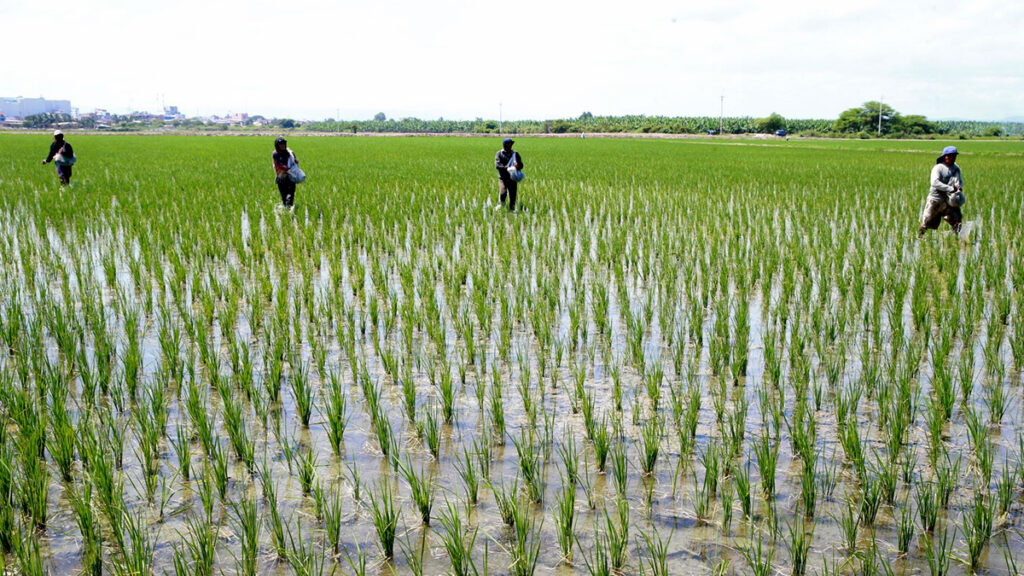 Conveagro alerta sobre crisis del arroz y pide diálogo al Gobierno