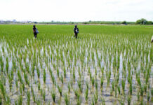 Conveagro alerta sobre crisis del arroz y pide diálogo al Gobierno Conveagro alerta sobre crisis del arroz y pide diálogo al Gobierno