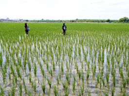 Conveagro alerta sobre crisis del arroz y pide diálogo al Gobierno Conveagro alerta sobre crisis del arroz y pide diálogo al Gobierno