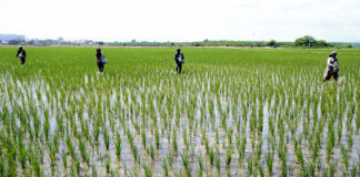 Conveagro alerta sobre crisis del arroz y pide diálogo al Gobierno Conveagro alerta sobre crisis del arroz y pide diálogo al Gobierno