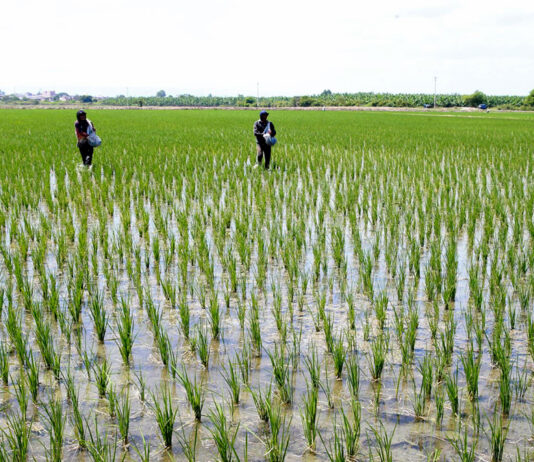Conveagro alerta sobre crisis del arroz y pide diálogo al Gobierno Conveagro alerta sobre crisis del arroz y pide diálogo al Gobierno