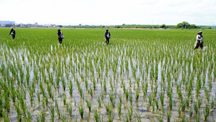 Conveagro alerta sobre crisis del arroz y pide diálogo al Gobierno