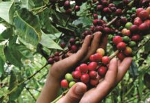 Junta Nacional del Café pide una mesa técnica al Ejecutivo para corregir normas que afectan a 110 mil productores cooperativistas Junta Nacional del Café pide una mesa técnica al Ejecutivo para corregir normas que afectan a 110 mil productores cooperativistas