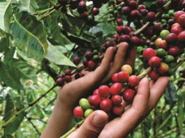 Junta Nacional del Café pide una mesa técnica al Ejecutivo para corregir normas que afectan a 110 mil productores cooperativistas Junta Nacional del Café pide una mesa técnica al Ejecutivo para corregir normas que afectan a 110 mil productores cooperativistas