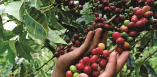 Junta Nacional del Café pide una mesa técnica al Ejecutivo para corregir normas que afectan a 110 mil productores cooperativistas Junta Nacional del Café pide una mesa técnica al Ejecutivo para corregir normas que afectan a 110 mil productores cooperativistas