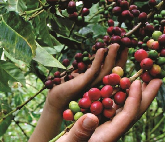 Junta Nacional del Café pide una mesa técnica al Ejecutivo para corregir normas que afectan a 110 mil productores cooperativistas Junta Nacional del Café pide una mesa técnica al Ejecutivo para corregir normas que afectan a 110 mil productores cooperativistas