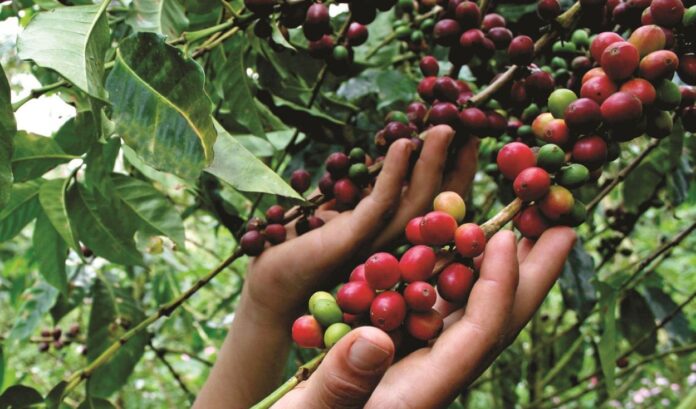 Junta Nacional del Café pide una mesa técnica al Ejecutivo para corregir normas que afectan a 110 mil productores cooperativistas Junta Nacional del Café pide una mesa técnica al Ejecutivo para corregir normas que afectan a 110 mil productores cooperativistas