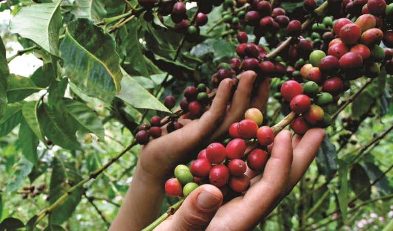 Junta Nacional del Café pide una mesa técnica al Ejecutivo para corregir normas que afectan a 110 mil productores cooperativistas