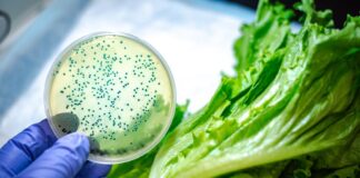 Día Mundial de la Salud: sanidad de cultivos impacta en la seguridad alimentaria Día Mundial de la Salud: sanidad de cultivos impacta en la seguridad alimentaria