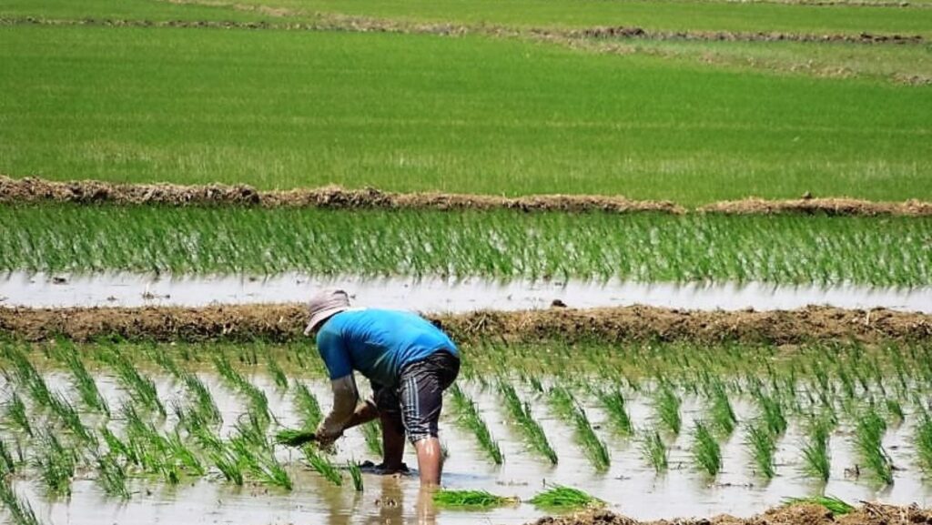 Productores de arroz del Bajo Piura anuncian movilización por caída de precios Productores de arroz del Bajo Piura anuncian movilización por caída de precios