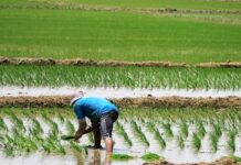 Productores de arroz del Bajo Piura anuncian movilización por caída de precios Productores de arroz del Bajo Piura anuncian movilización por caída de precios