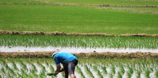 Productores de arroz del Bajo Piura anuncian movilización por caída de precios Productores de arroz del Bajo Piura anuncian movilización por caída de precios