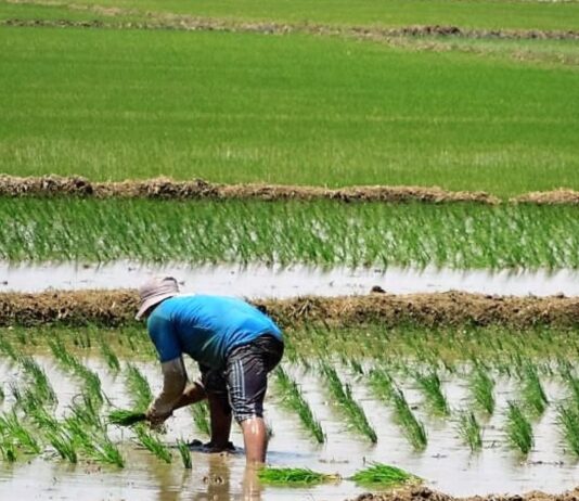 Productores de arroz del Bajo Piura anuncian movilización por caída de precios Productores de arroz del Bajo Piura anuncian movilización por caída de precios