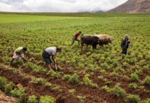 Perú en riesgo de crisis de fertilizantes por alta dependencia de insumos importados Perú en riesgo de crisis de fertilizantes por alta dependencia de insumos importados