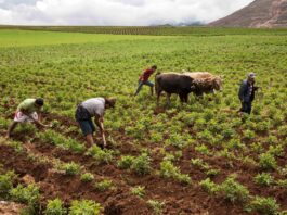 Perú en riesgo de crisis de fertilizantes por alta dependencia de insumos importados Perú en riesgo de crisis de fertilizantes por alta dependencia de insumos importados