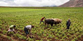 Perú en riesgo de crisis de fertilizantes por alta dependencia de insumos importados Perú en riesgo de crisis de fertilizantes por alta dependencia de insumos importados