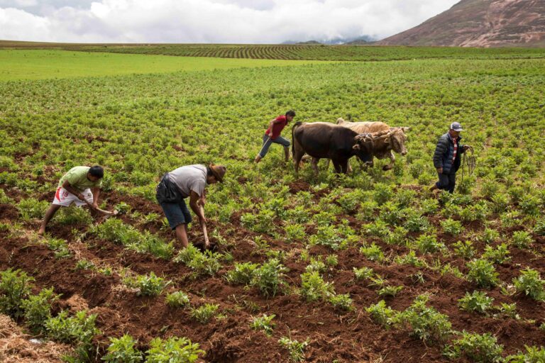 Perú en riesgo de crisis de fertilizantes por alta dependencia de insumos importados