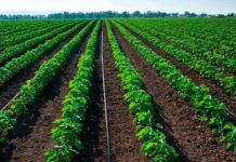 Piura fortalece el agro con nueve proyectos de riego tecnificado Piura fortalece el agro con nueve proyectos de riego tecnificado