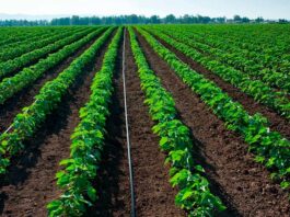 Piura fortalece el agro con nueve proyectos de riego tecnificado Piura fortalece el agro con nueve proyectos de riego tecnificado