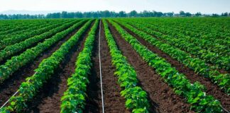 Piura fortalece el agro con nueve proyectos de riego tecnificado Piura fortalece el agro con nueve proyectos de riego tecnificado