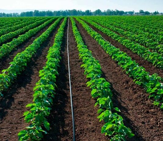 Piura fortalece el agro con nueve proyectos de riego tecnificado Piura fortalece el agro con nueve proyectos de riego tecnificado