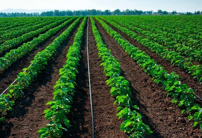 Piura fortalece el agro con nueve proyectos de riego tecnificado