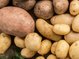 Siembra de tubérculos y raíces en Piura alcanza 2,651 hectáreas en campaña agrícola 2025-2026 Siembra de tubérculos y raíces en Piura alcanza 2,651 hectáreas en campaña agrícola 2025-2026