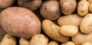 Siembra de tubérculos y raíces en Piura alcanza 2,651 hectáreas en campaña agrícola 2025-2026 Siembra de tubérculos y raíces en Piura alcanza 2,651 hectáreas en campaña agrícola 2025-2026