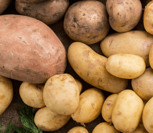 Siembra de tubérculos y raíces en Piura alcanza 2,651 hectáreas en campaña agrícola 2025-2026 Siembra de tubérculos y raíces en Piura alcanza 2,651 hectáreas en campaña agrícola 2025-2026