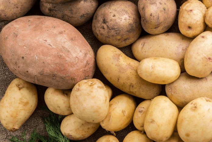 Siembra de tubérculos y raíces en Piura alcanza 2,651 hectáreas en campaña agrícola 2025-2026