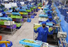 Perú exporta 706 mil toneladas de uva de mesa y lidera el mercado mundial por tercer año consecutivo Perú exporta 706 mil toneladas de uva de mesa y lidera el mercado mundial por tercer año consecutivo