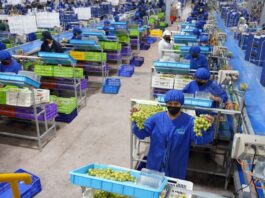 Perú exporta 706 mil toneladas de uva de mesa y lidera el mercado mundial por tercer año consecutivo Perú exporta 706 mil toneladas de uva de mesa y lidera el mercado mundial por tercer año consecutivo