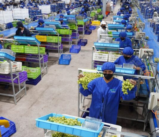 Perú exporta 706 mil toneladas de uva de mesa y lidera el mercado mundial por tercer año consecutivo Perú exporta 706 mil toneladas de uva de mesa y lidera el mercado mundial por tercer año consecutivo