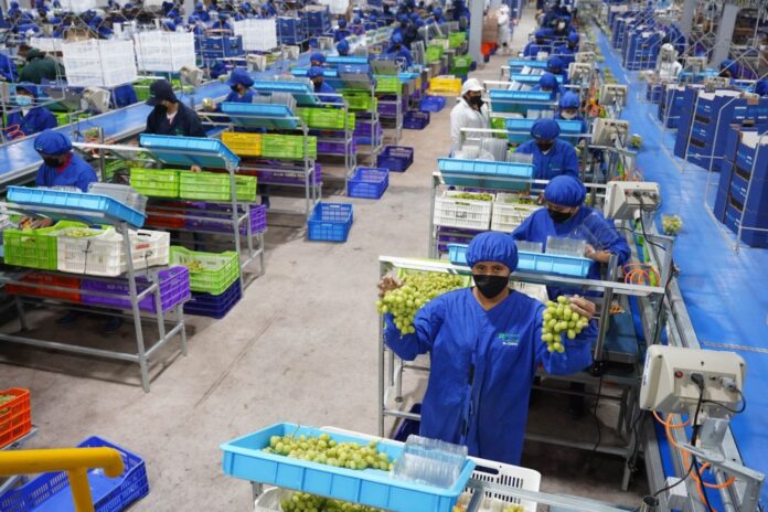 Perú exporta 706 mil toneladas de uva de mesa y lidera el mercado mundial por tercer año consecutivo