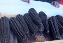 Ucayali: maíz morado se adapta a suelos amazónicos y fortalece economía agrícola Ucayali: maíz morado se adapta a suelos amazónicos y fortalece economía agrícola