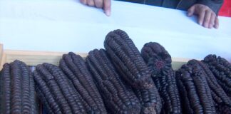 Ucayali: maíz morado se adapta a suelos amazónicos y fortalece economía agrícola Ucayali: maíz morado se adapta a suelos amazónicos y fortalece economía agrícola