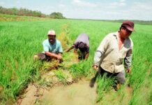 Piura: instalan mesa de trabajo para frenar la caída del precio del arroz en chacra Piura: instalan mesa de trabajo para frenar la caída del precio del arroz en chacra