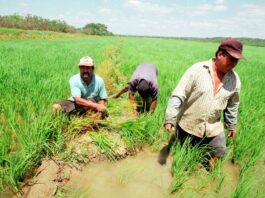 Piura: instalan mesa de trabajo para frenar la caída del precio del arroz en chacra Piura: instalan mesa de trabajo para frenar la caída del precio del arroz en chacra
