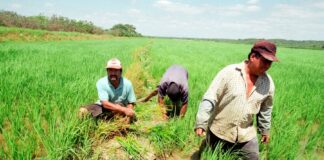 Piura: instalan mesa de trabajo para frenar la caída del precio del arroz en chacra Piura: instalan mesa de trabajo para frenar la caída del precio del arroz en chacra
